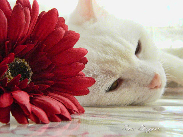 开云官网APP下载-东京新星引领日本奥运足球攻势，东京足球奥运预选赛