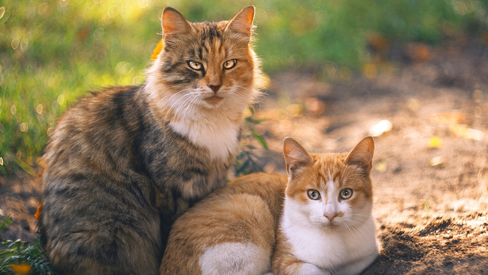 开云中国-女性电竞逐步崛起，打破传统偏见引领趋势，电竞女性玩家