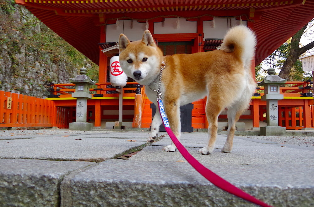 女子足球亚洲杯预选赛中国队顺利晋级,亚洲女子足协杯
