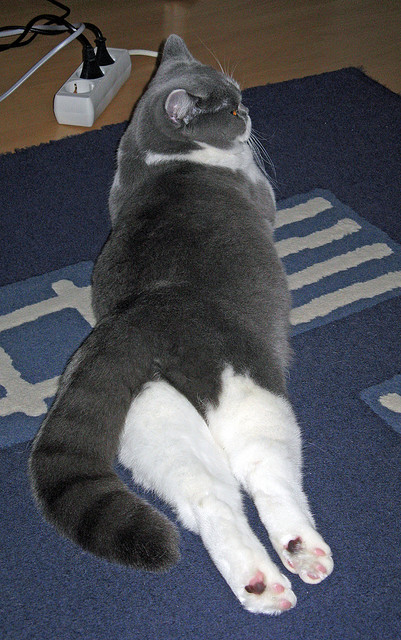 拜仁锋线新星连续5场破门,未来之星崭露头角,拜仁星数