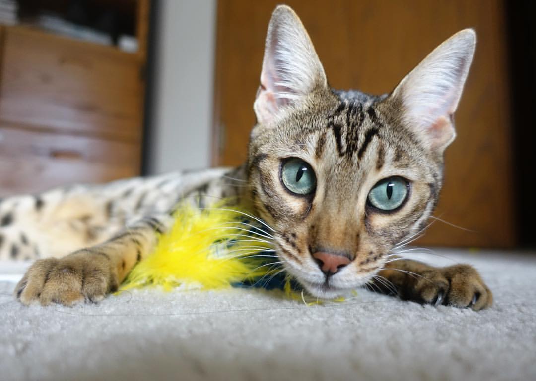 开云·Kaiyun网页版-足球行业招聘季提供千余岗位供求对接，足球相关工作招聘