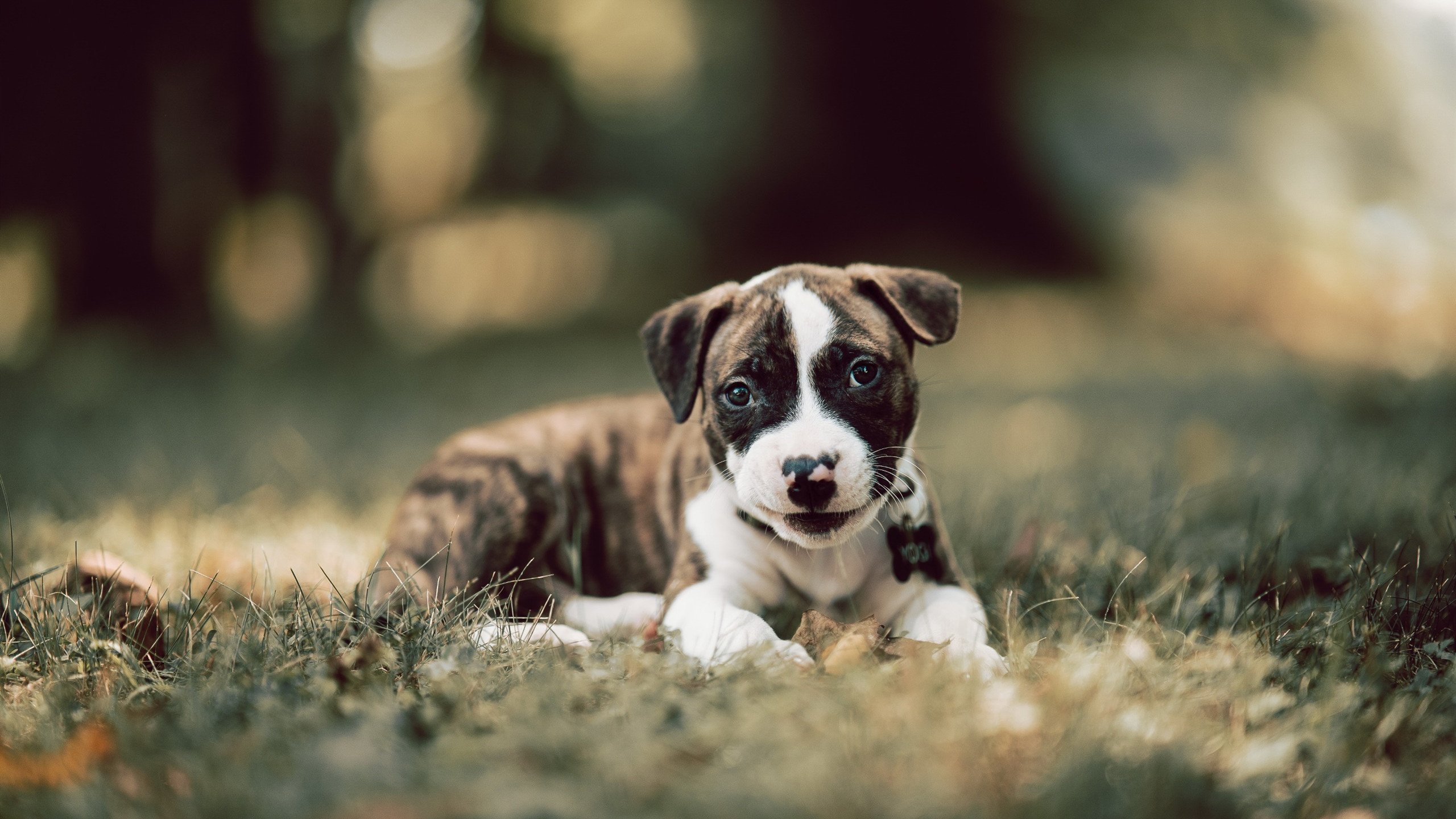 顶级运动员揭秘:训练技巧助力台球赛场夺冠,职业台球选手训练方法