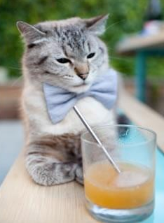 《福布斯》：荷兰女足在预选赛中与法国队激战，荷兰女足比赛结果