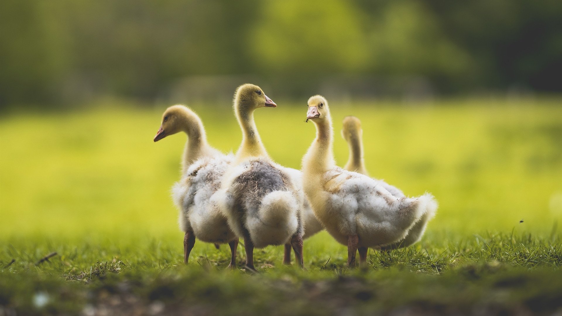 中超榜尾大战天津保级成功,青岛西海岸惜败,中超青岛赛程