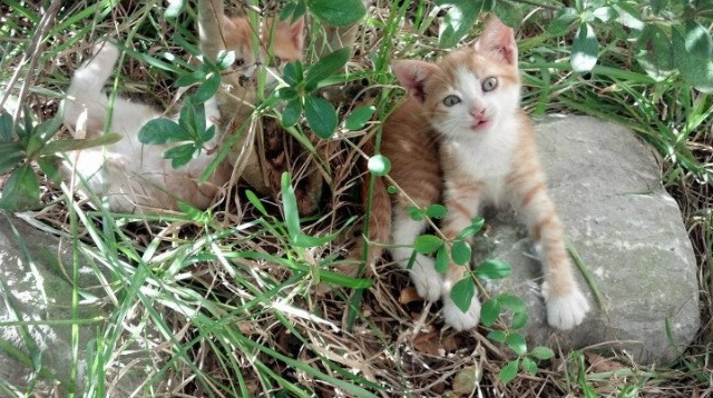 克里米亚队力克强敌,梦想成真,克里米亚之争事件