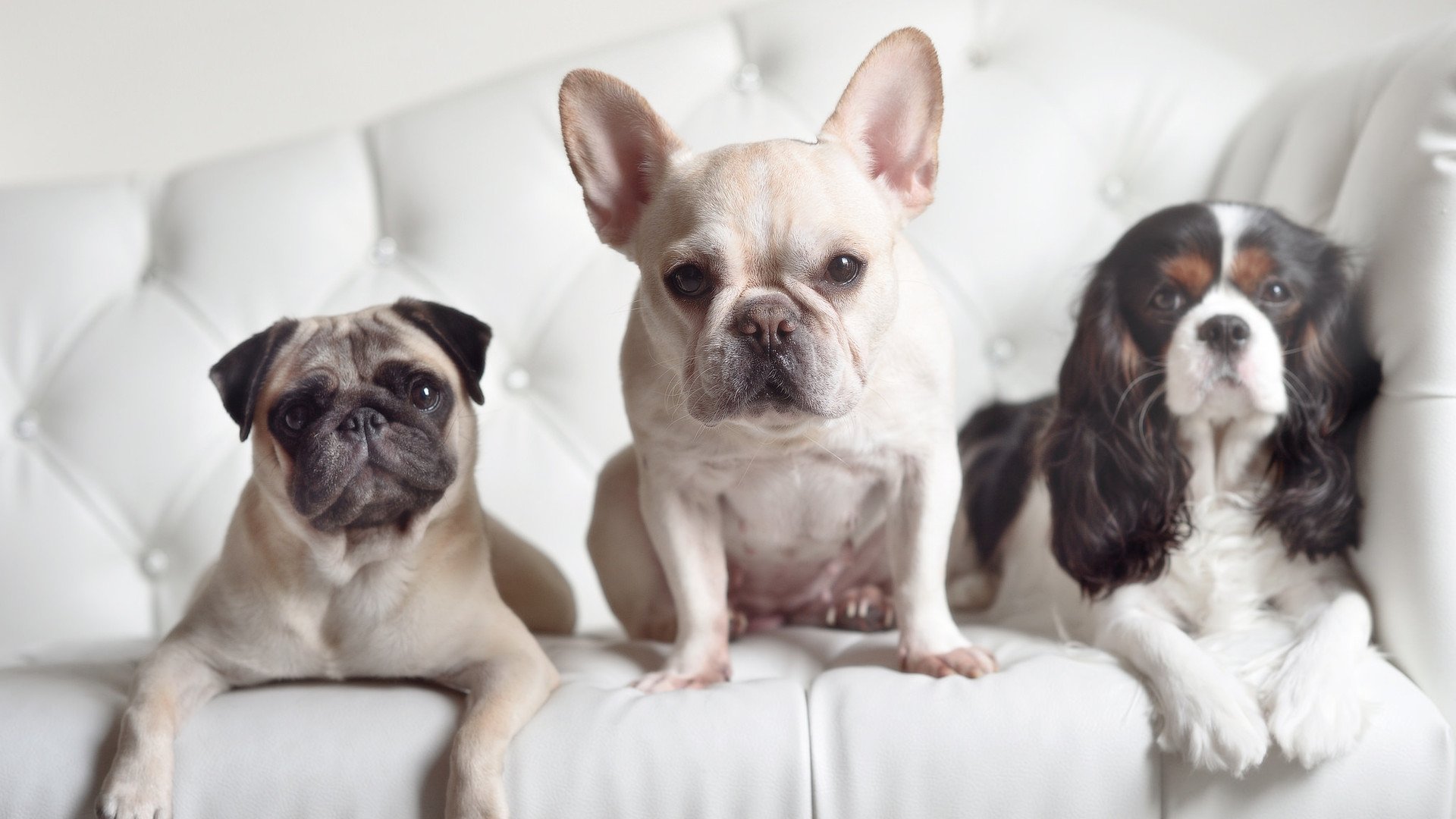 利雅得新月新赛季阵容公布,利雅得新月阵容豪华